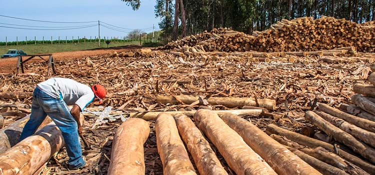 Estudo indica caminhos para o Brasil zerar o desmatamento na Amazônia