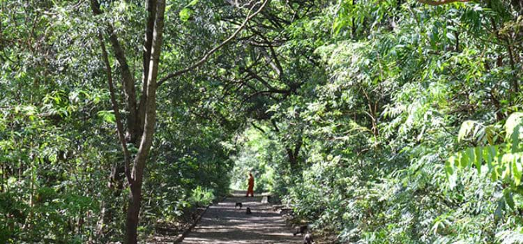  Tributos podem melhorar preservação ambiental